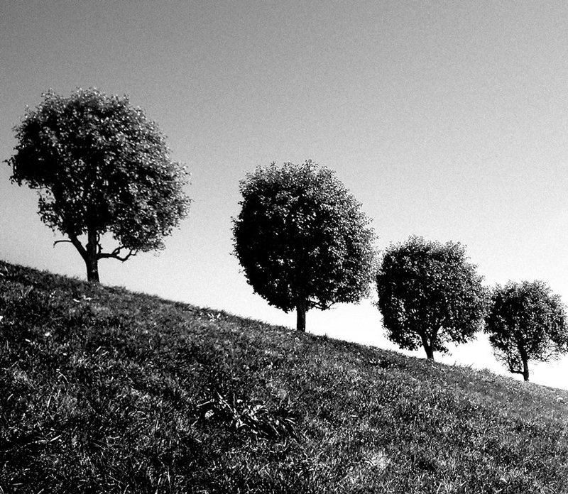 tarbeev photo preview