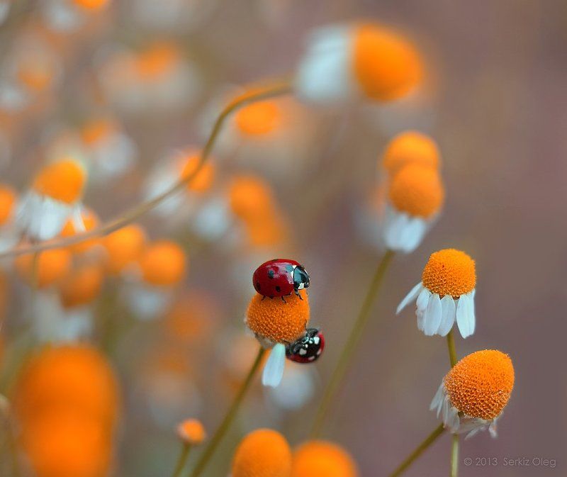 Art, Daisies, Ladybug, Oleg Serkiz, Олег Серкиз Togetherphoto preview
