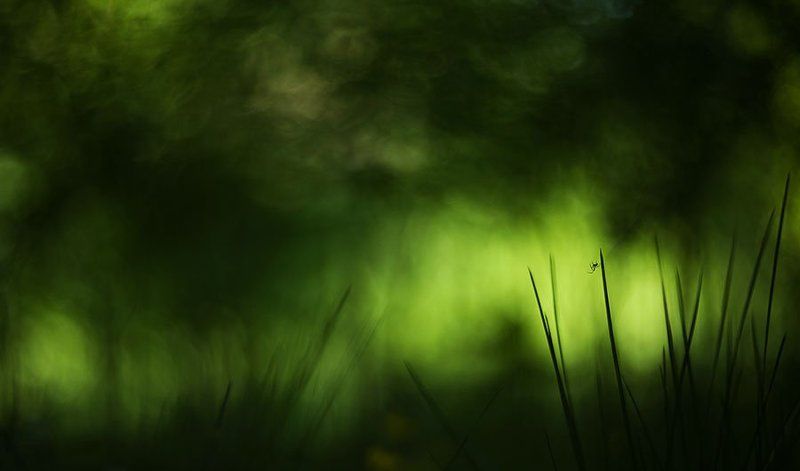 зеленая жизнь паучкаphoto preview