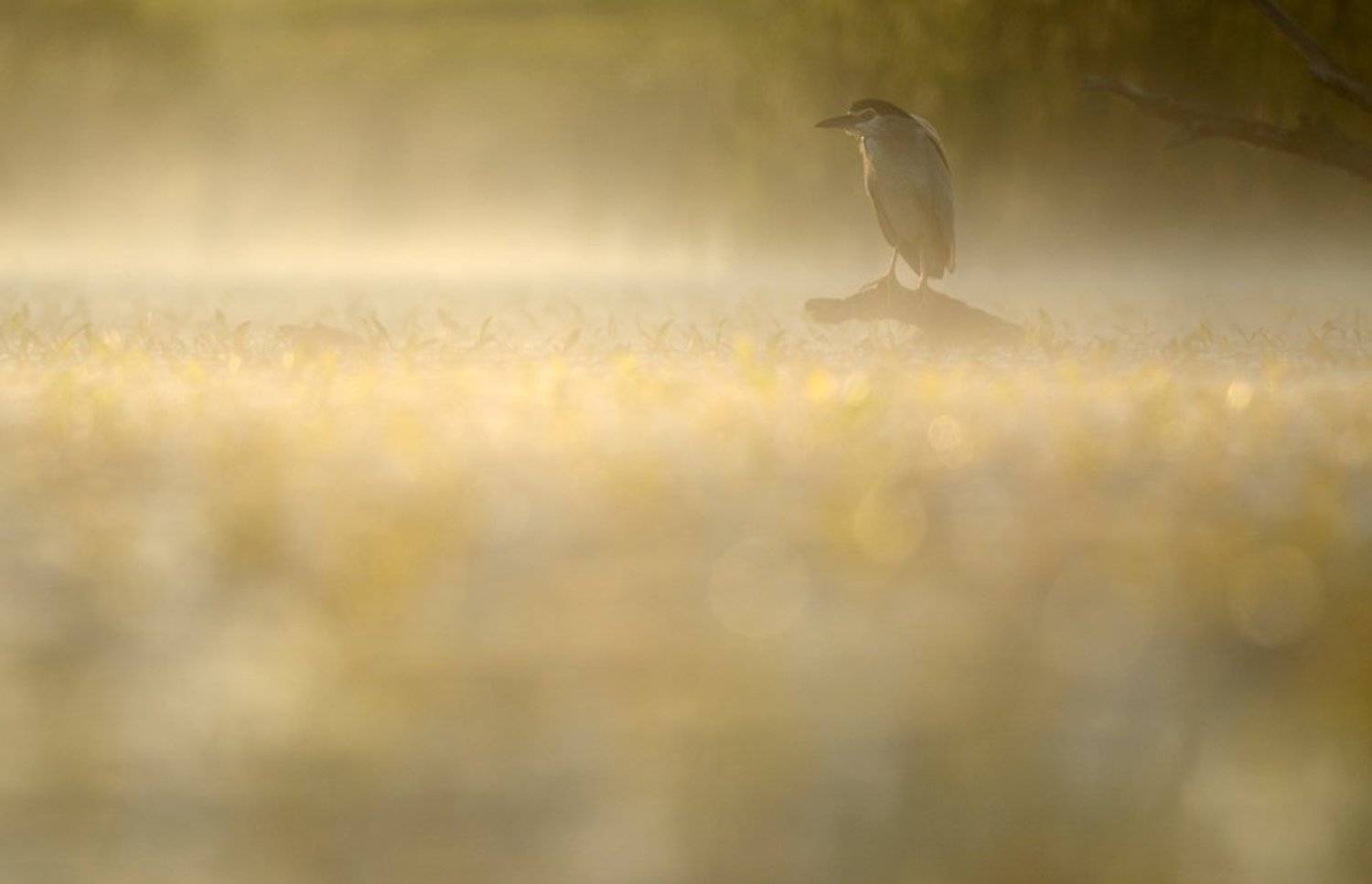 black-crowned night heron, nycticorax nycticorax, Radoslav Tsvetkov