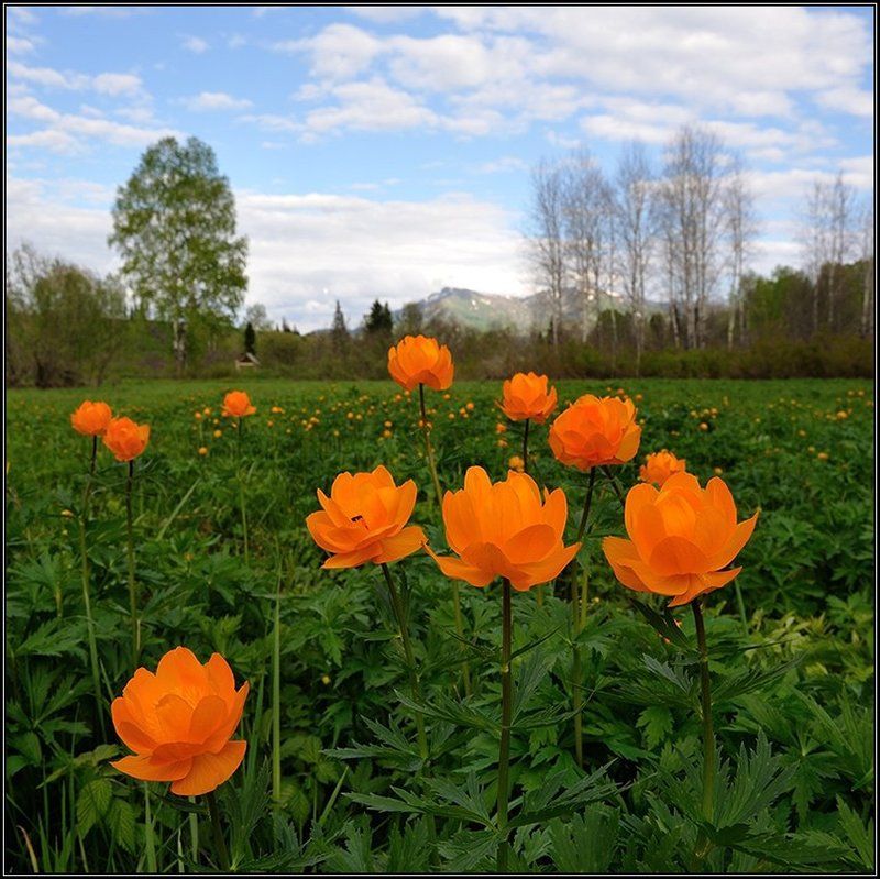 Когда цветут купальницыphoto preview