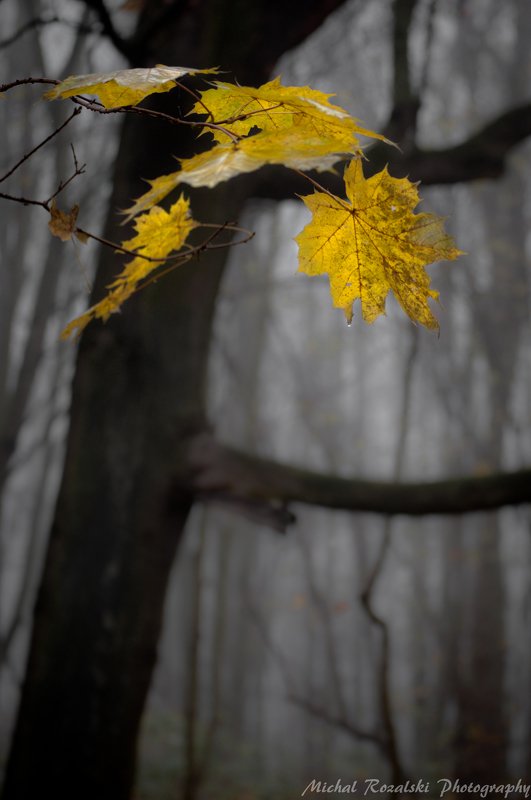 trees, ,autumn, ,season, ,leaves, ,blackandwhite, ,landscape, ,forest, ,misty, ,fog Last leavesphoto preview