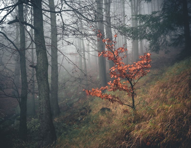 majestic, forest, autumn, fog, trees, rain, nikon, mountains Forest portraitphoto preview