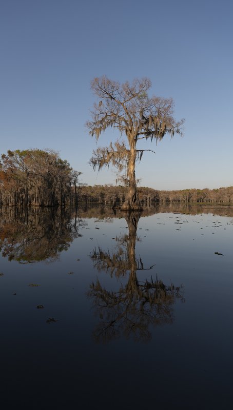 swamps, texas,  louisiana Cypress 2020photo preview