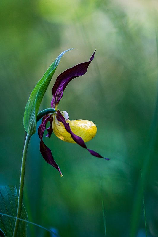 orchid, slipper, nature, green, yellow, summer, beautiful Lady´s Slipperphoto preview