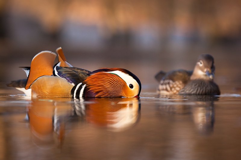 Mandarin duckphoto preview