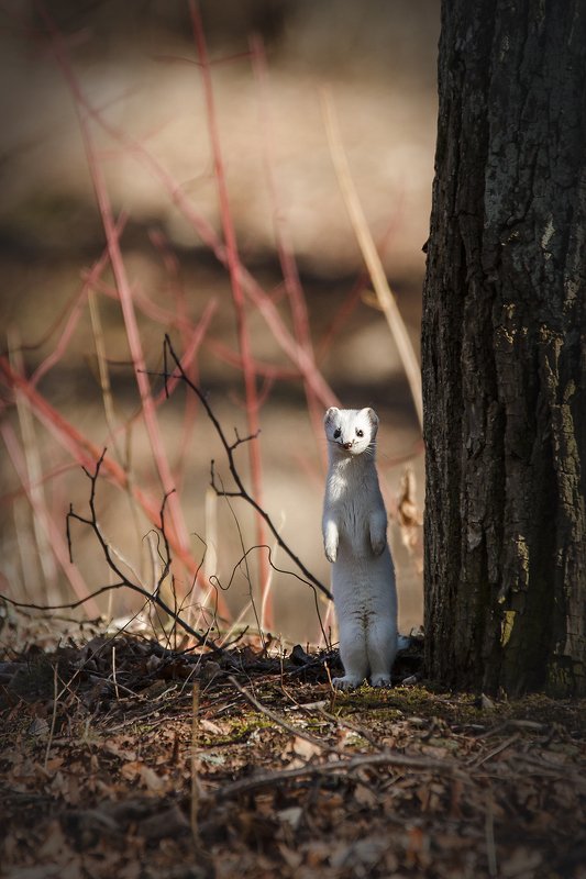 горностай Любопытствоphoto preview