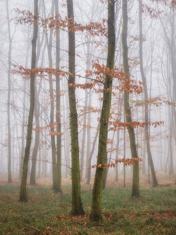 Скоро зимаphoto preview