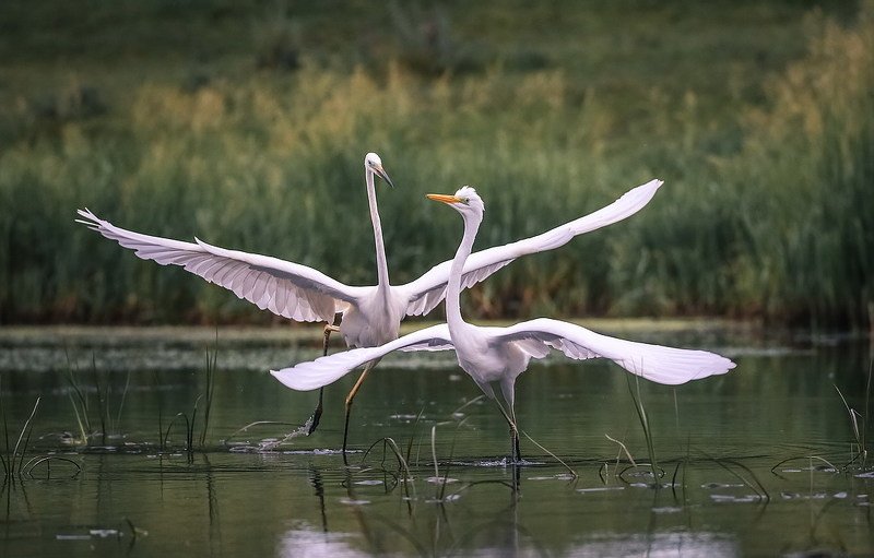 Белый танецphoto preview