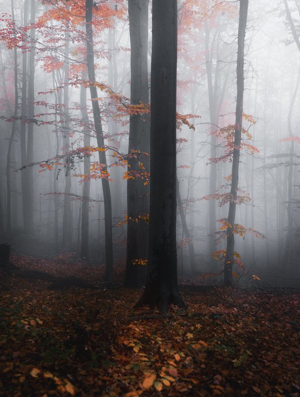 Един кадър от есента тази година на Витоша.photo preview