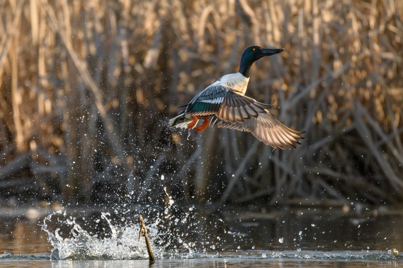 Spatula clypeata,широконоска,птица взлетает ,птица в полете ,утка летит,брызги от птицы ,брызги воды ,полет утки,Московская область,дикая природа ,птицы Подмосковья ,Одинцовский городской округ,600 mm lens Взрывphoto preview