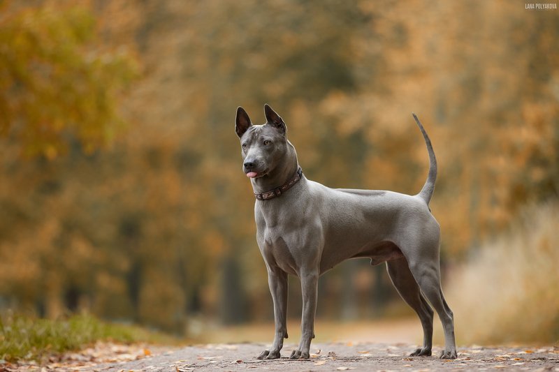 собака, осень, природа, анималистика Истинное лицо породыphoto preview