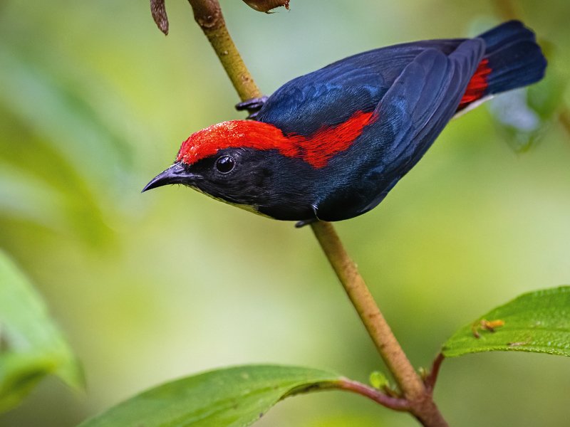 Scarlet-backed Flowerpecker, bird, Riot of coloursphoto preview