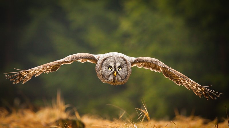 Бородатая соваphoto preview