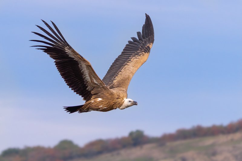 Griffon vulture (Gyps fulvus)..photo preview