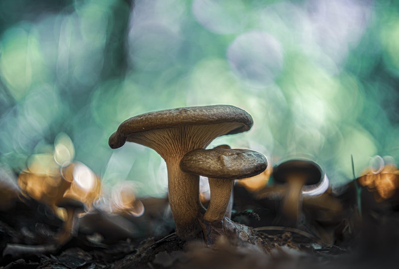 paxillus, involutus Paxillus involutusphoto preview