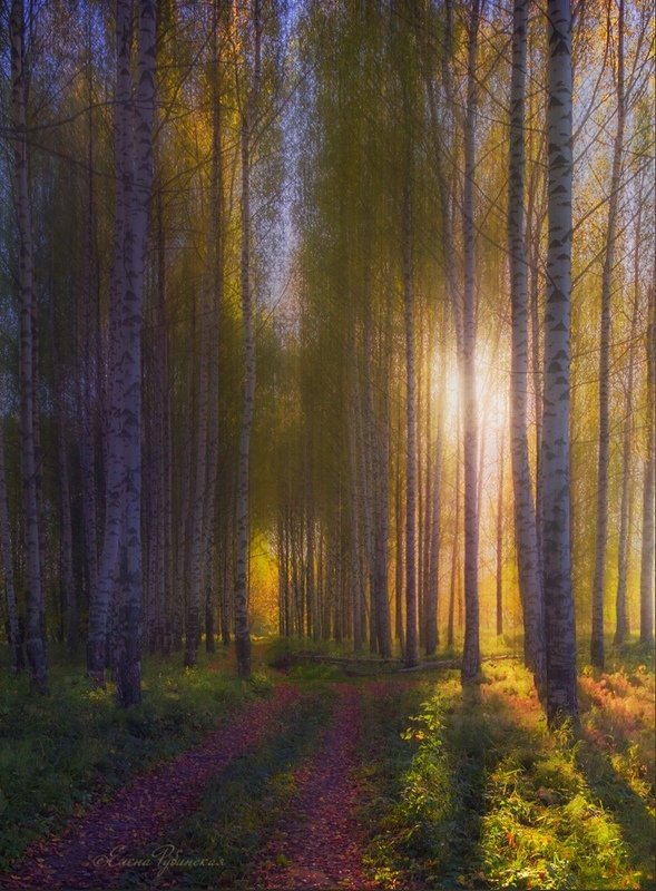 осень,пейзаж,лес,берёзы Осеньphoto preview