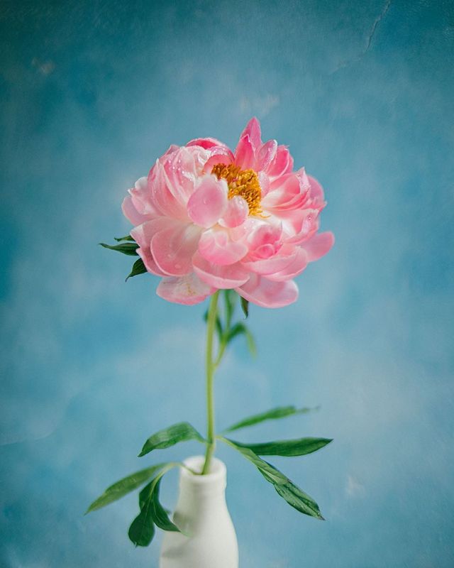 лето, пионы, свет, розовый, желтый, букет photo preview