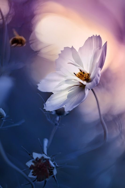 wild flower, cosmos, blossom, bloom, pollen, purple flower, pink flower, purple, pink, flower,  bee, sunset, white flower, bumblebee, summer, fly, dark blue, evening, macro, bokeh, dream, fantasy На закатеphoto preview