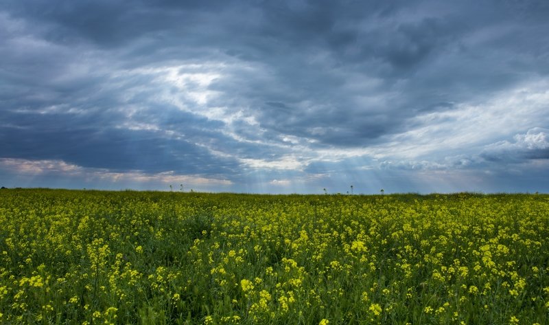 Рапс-назревает!photo preview