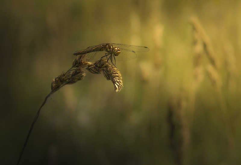 стрекоза photo preview