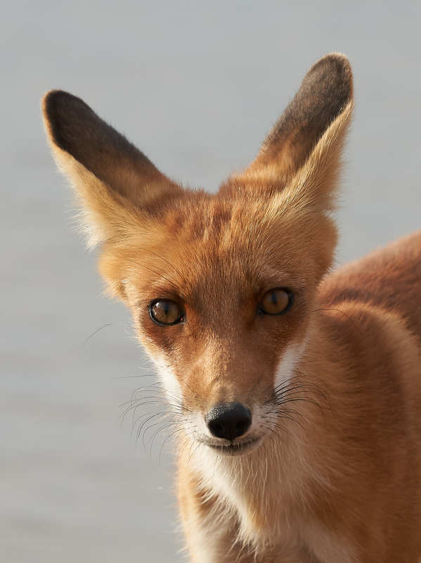 Лисаphoto preview