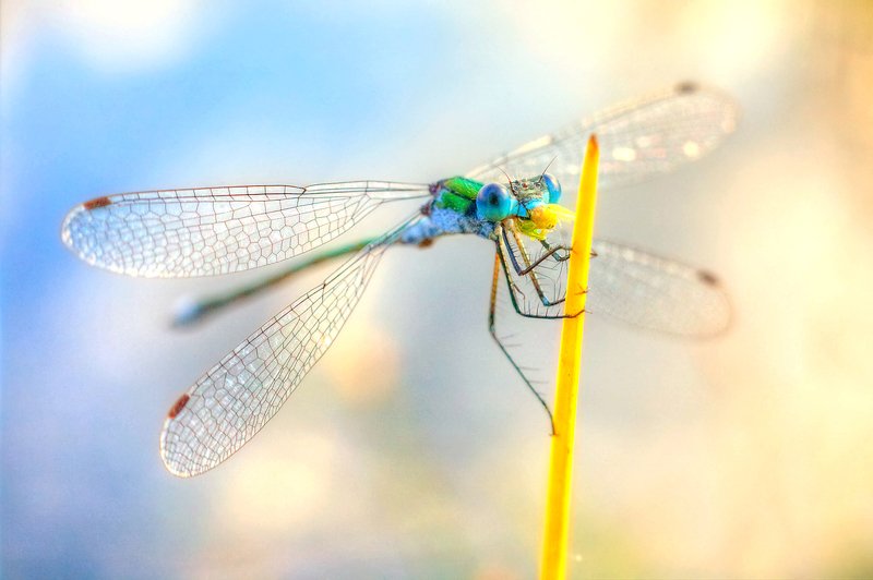 стрекоза, стебель, трава За трапезойphoto preview