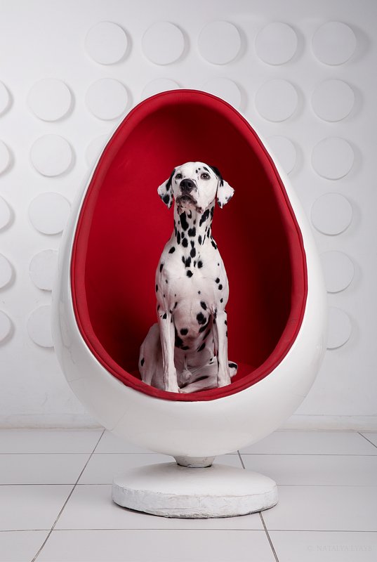 животные, собака, портрет,студия, без людей,pet,animal,canon,studio Космическая одиссеяphoto preview