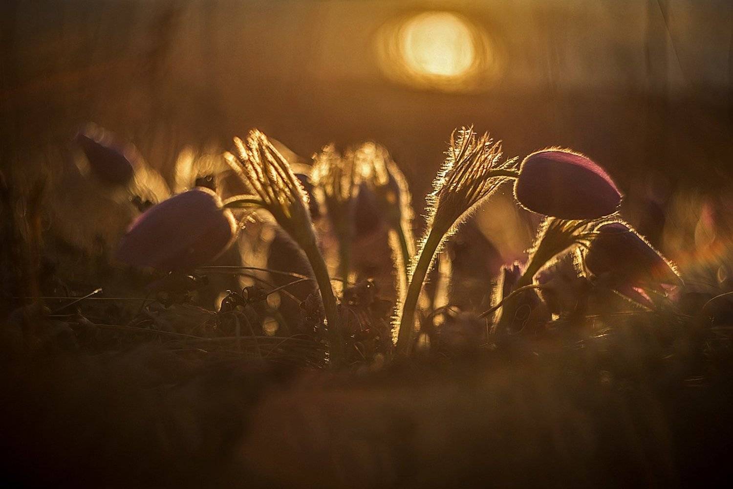 , Комеров Роман