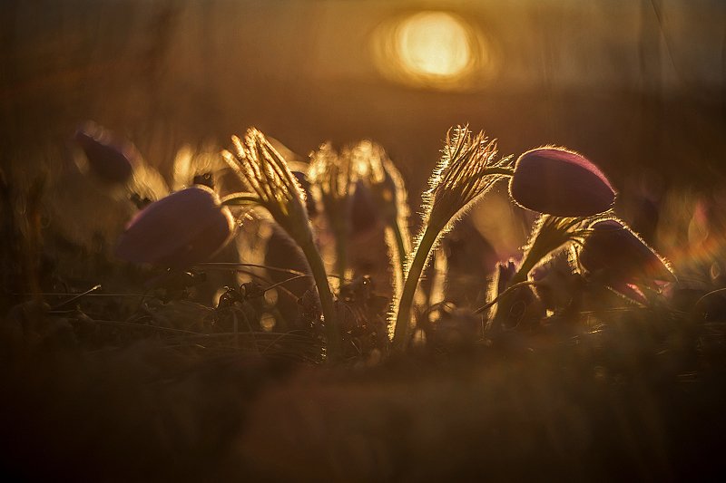 Сон трава на закате дняphoto preview