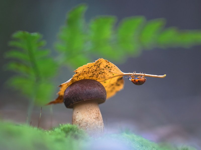 У осени свои забавыphoto preview