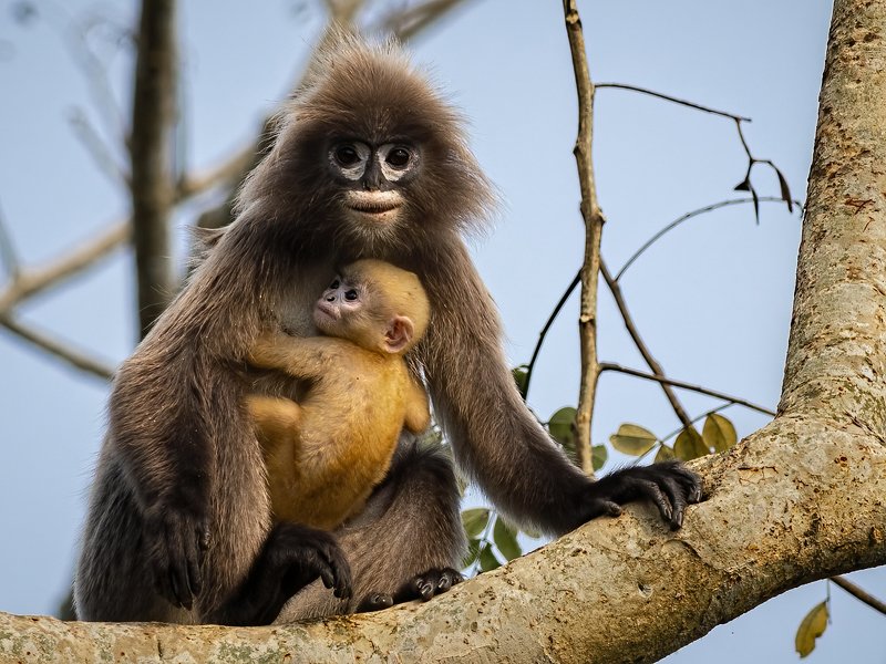 Phayre\'s leaf monkey,langur, spectacled monkey, tripura A Mother\'s love...photo preview