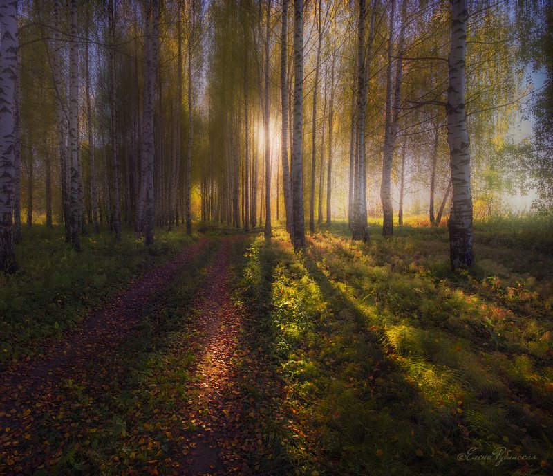 лес,осень,берёзы Осеньphoto preview