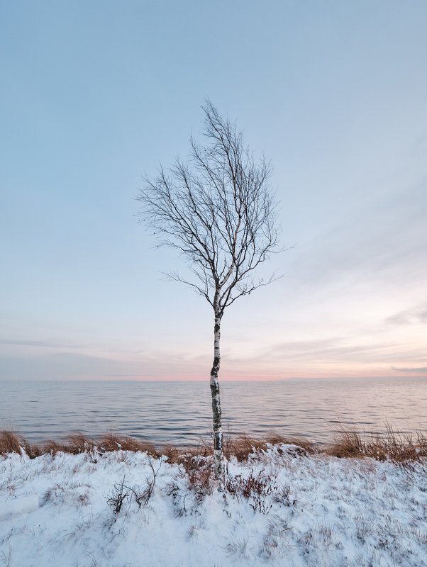 болото, закат, берёзы, пейзаж, дерево Одиночествоphoto preview