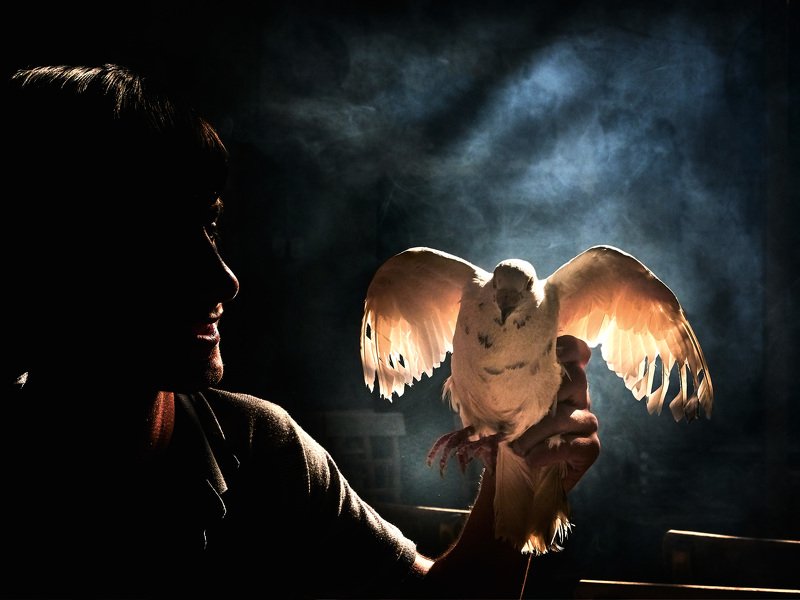 Wings of lightphoto preview