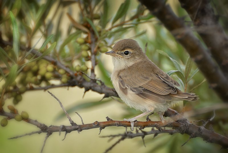 птица, камышовка, желторотик, слёток, желторотик.. (камышовка)photo preview