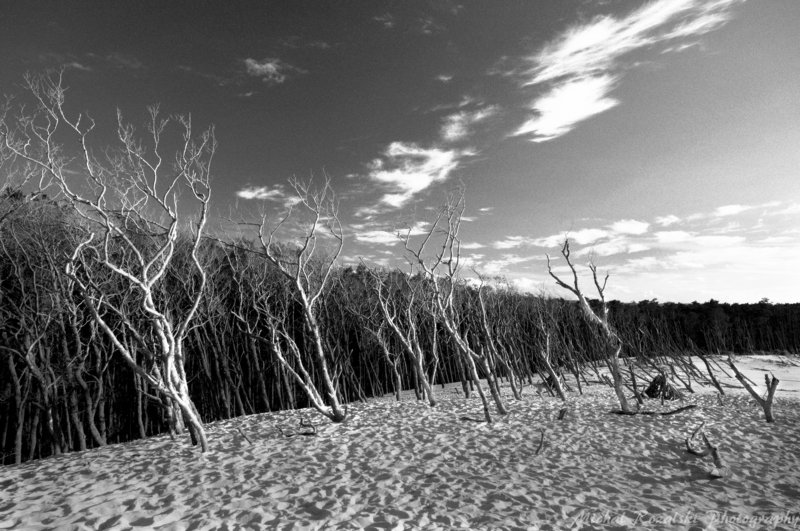 trees, ,forest, ,dunes, ,beach, ,sky, ,nature, ,blackandwhite, ,light, ,summer, ,season, , Dead forestphoto preview