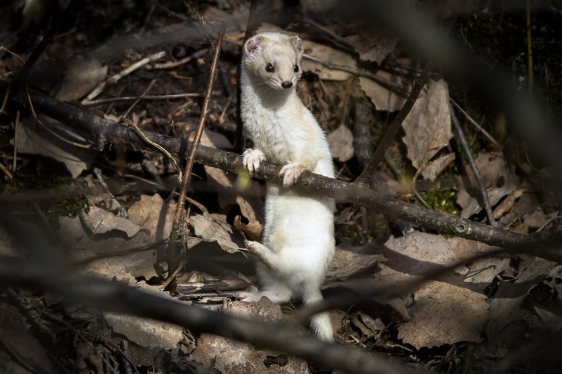 Ласка У балетного станкаphoto preview