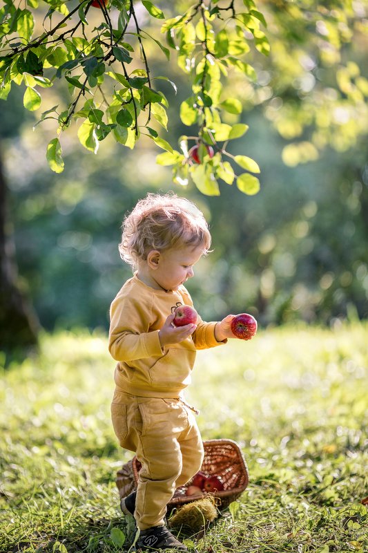 Волшебные яблоки) фото превью