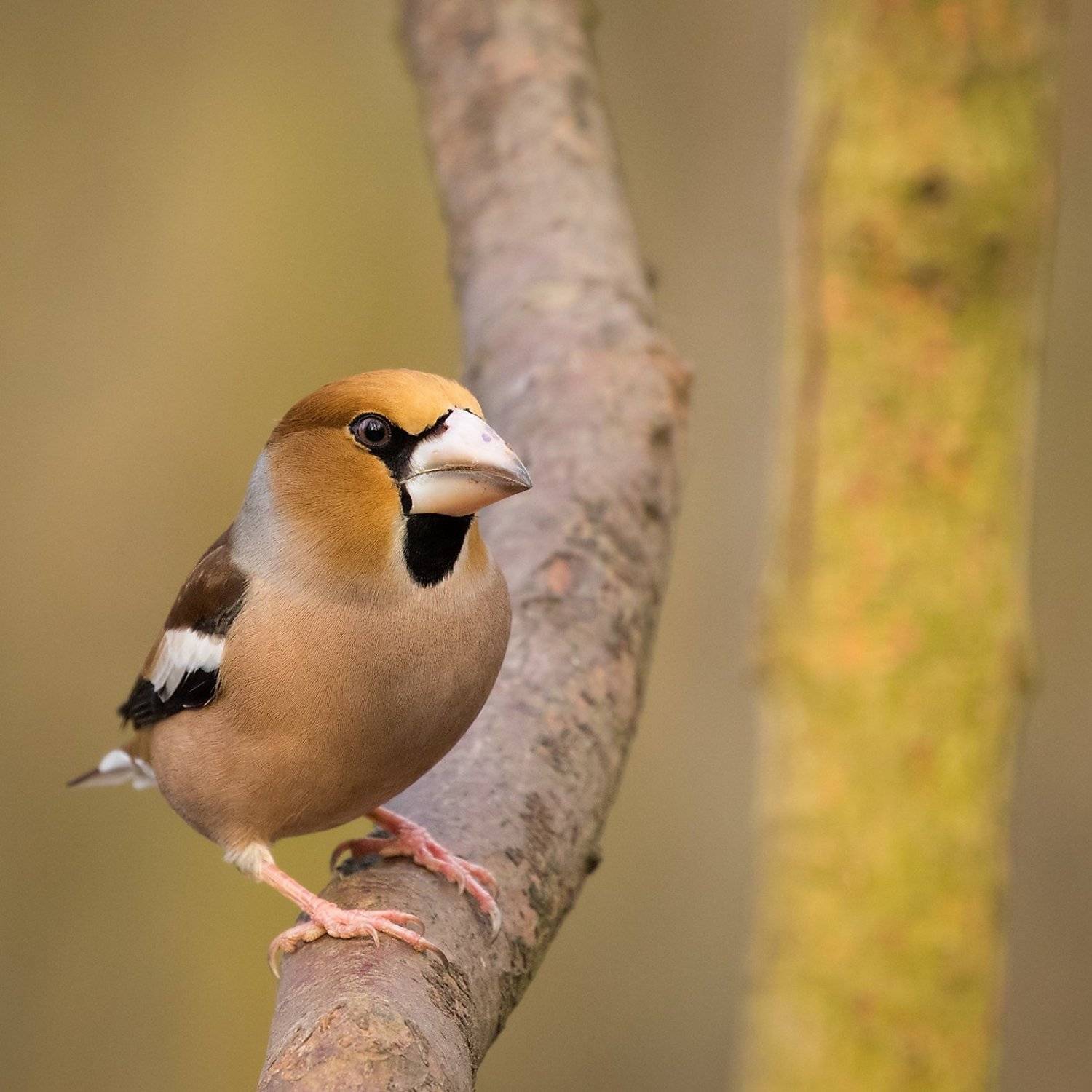 дубонос. Автор: Robert Adamec , Robert Adamec