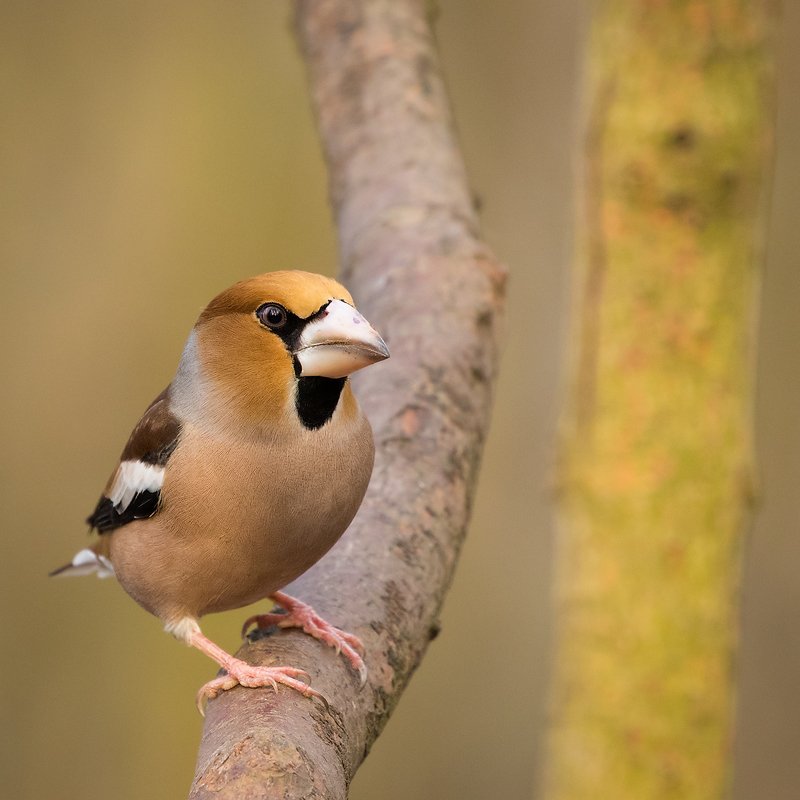 дубоносphoto preview