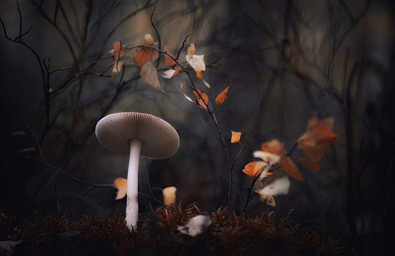 Autumn Forestphoto preview