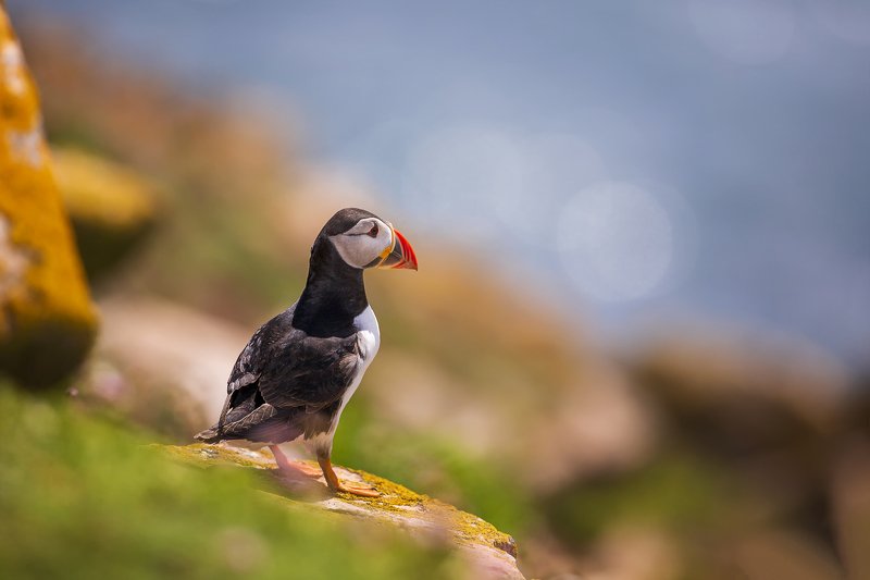 animal, animals, arctica, atlantic, background, beak, beautiful, beauty, bird, birds, black, bokeh, breeding, cliff, closeup, coast, colorful, common, common puffin, cute, dublin, fauna, fish, fratercula, garden, grass, green, head, iceland, ireland, isla Atlantic Puffinphoto preview