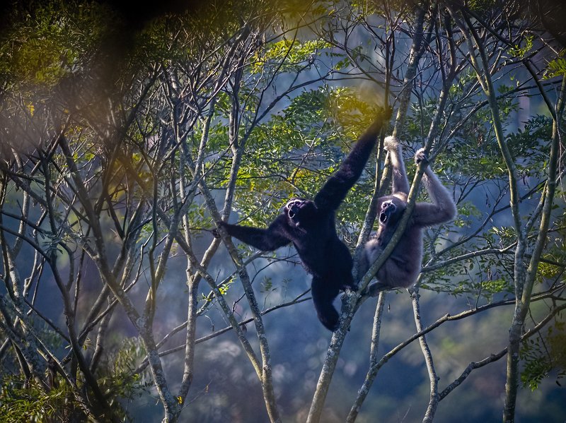 Western Hoolock Gibbon, The Gibbon Song, baramura, tripura, apes The Gibbon Song!photo preview