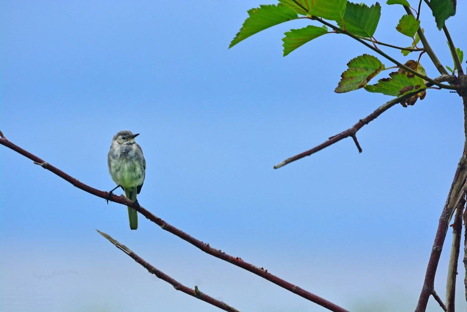 Молодая белая трясогузка. Автор: Юлия Абрамова трясогузка, птицы, животные, birds, Юлия Абрамова