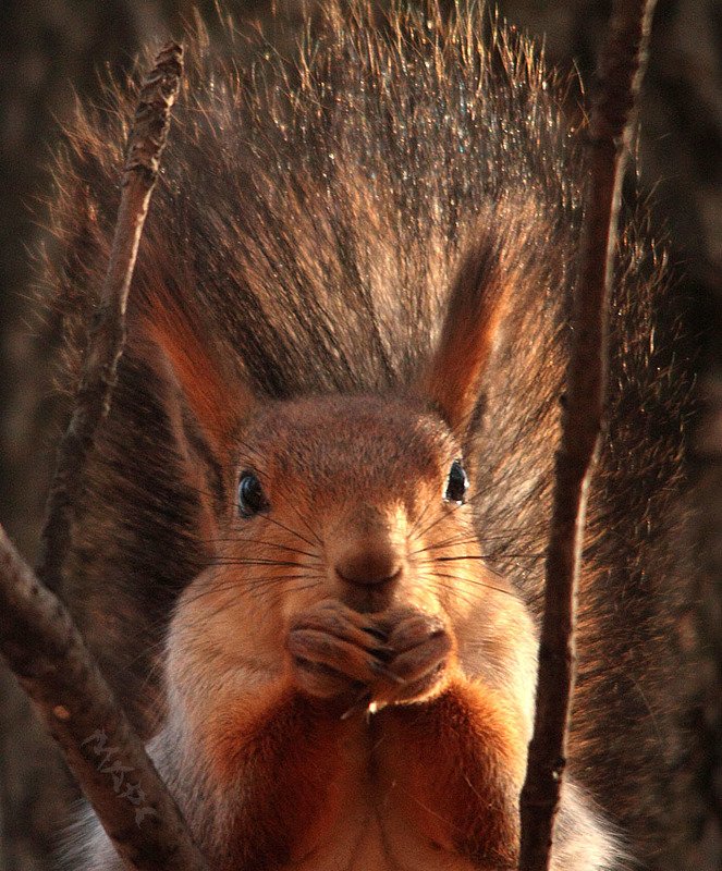 животные белка осень портретphoto preview