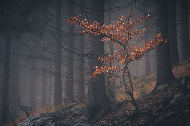 majestic, forest, autumn, fog, trees, rain, nikon, mountains Majestic treephoto preview