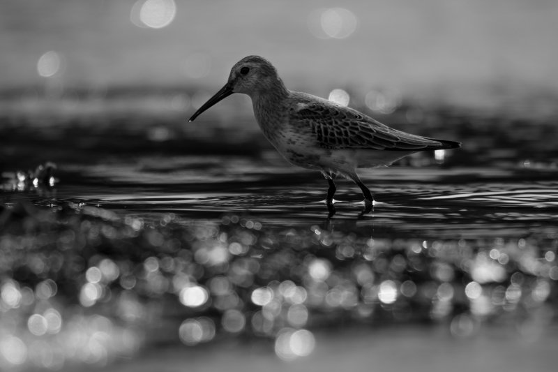 чернозобик, Calidris alpina, кулик, чб, блики, боке, вода, разводы, мель, Москва река, птицы Подмосковья, пролётные птицы Затерявшийся в бликахphoto preview
