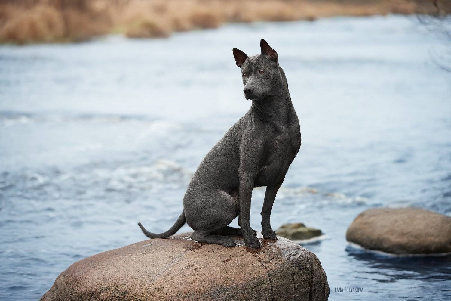 собака, осень, природа, анималистика, Лана Полякова