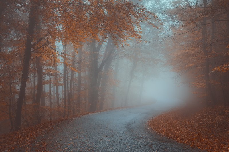 medvednica, croatia, zagreb, landscape, forest, fog, mist, autumn, tree, road  medvednicaphoto preview